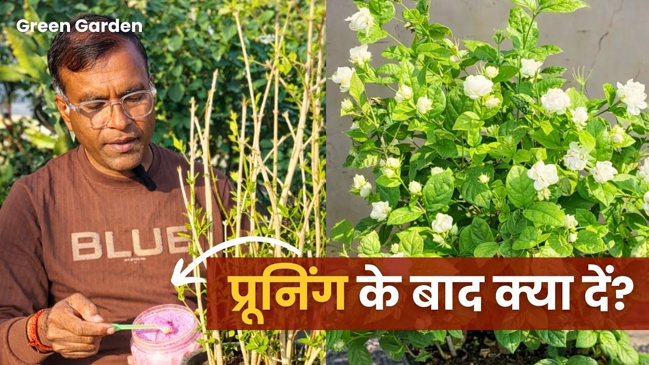 PRUNING KE BAD MOGRA / JASMINE PLANT ME FERTILIZER KYA DE?