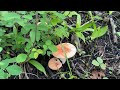 Квест по лесу за грибами 😊😊🍄🍄🍄. г. Находка 01.07.2022