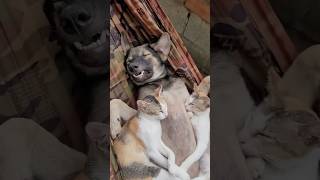 Funniest Cats and Dogs videos of the week try not to laugh 😂 #cat #funny #pets #funnycats