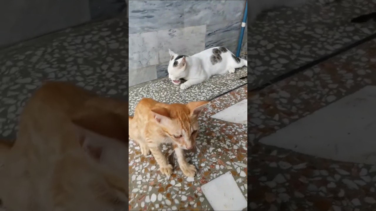 #catshorts