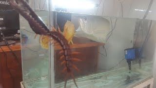 Cá Rồng Ngân Long Ăn Rết Trong 10 Giây Thật Không Thể Tin Được| Cá Rồng Ăn Rết Arowana Eat Centipede