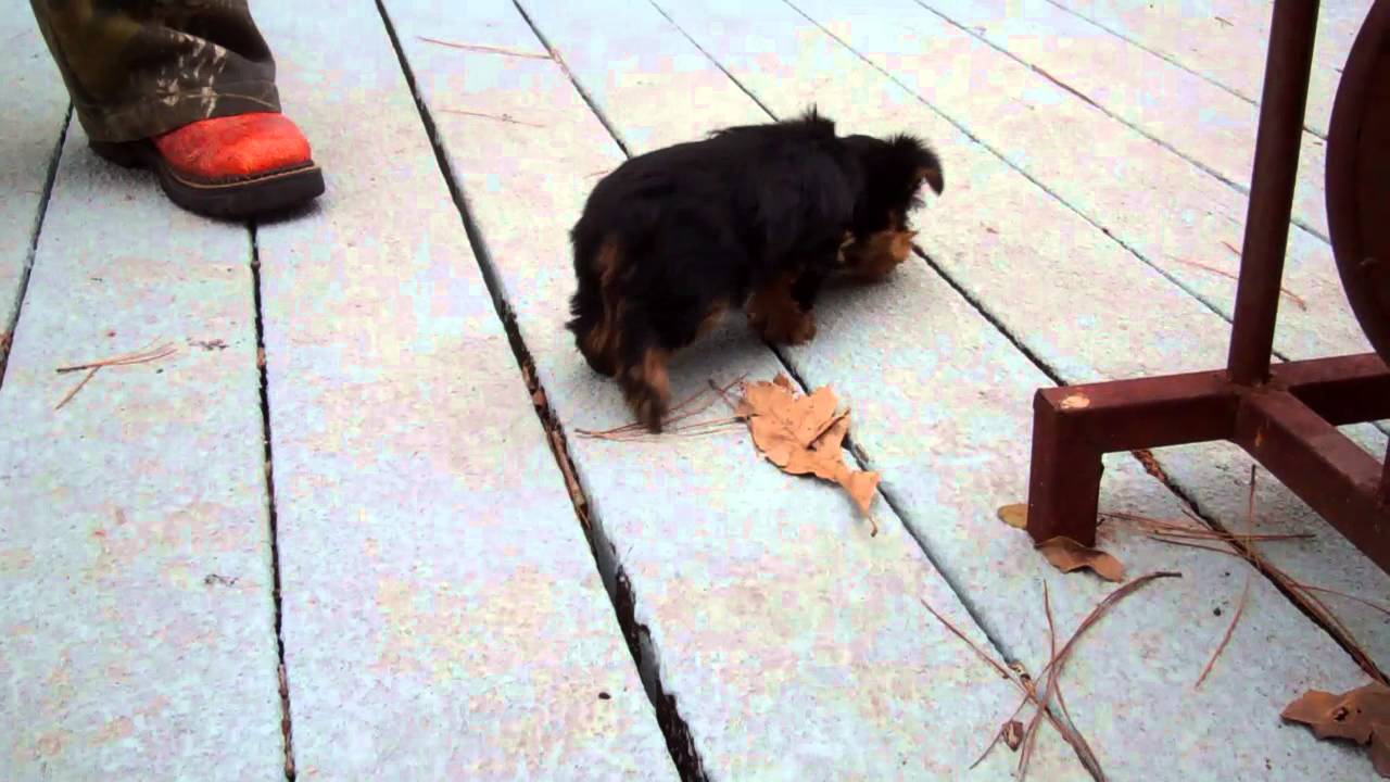 teacup yorkies houston tx teacup yorkie for sale in houston breeds picture teacup yorkies houston tx teacup yorkie for sale in houston breeds picture