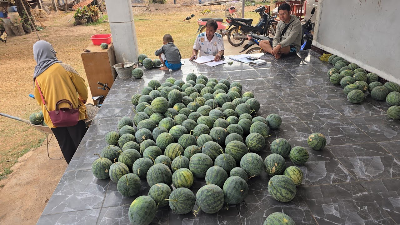 #เก็บเเตงโมขายรอบนี้จะมีผู่ใหญ่ใจดีช่วยอุดหนุนใหมน้อเจ้ดำไม่ใหวเเล้วนะผู่ใหญ่บ้านการันตีมาชิมถึงสวน