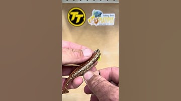 Rigging A Weedless Soft Plastic #fishing #howto #information