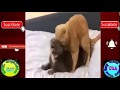 Try Not To Laugh "Hilarious!!!!!!!!!!" Funny Cats Dogs Babies Pets Looooool