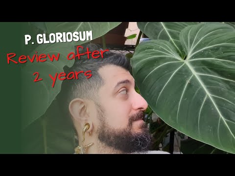 Philodendron Gloriosum Review | Was it worth it? | 2+ Years later