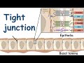 Tight junction and its physiology