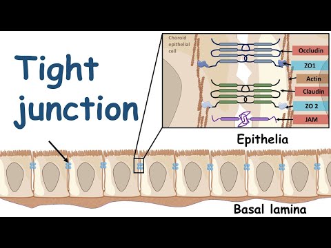 Video: Verschil Tussen Gap Junction En Tight Junction