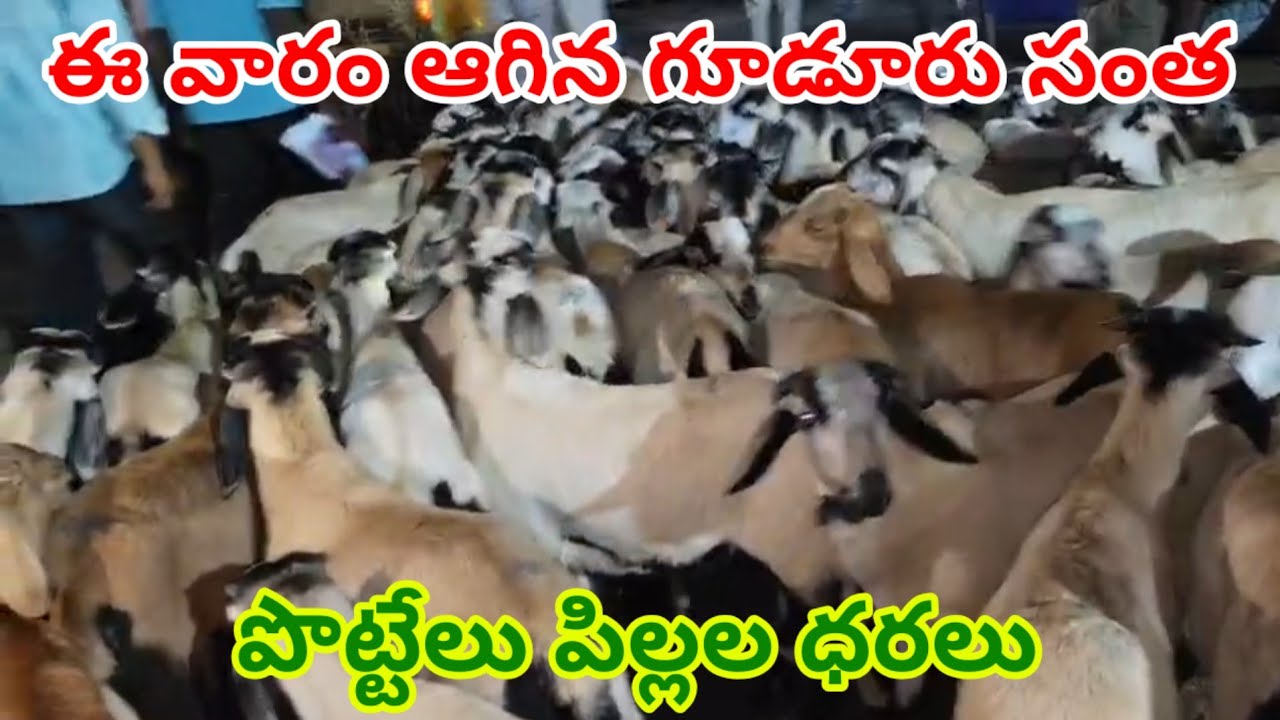 Gudur sheep market Today 20 2 26 గూడూరు గొర్రెల మేకల మార్కెట్ ఈ వారం ధరలు Tamil videos