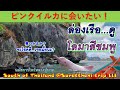 ピンクのイルカに会いに行こう!/Pink Dolphin Surat Thani 【EP.56】