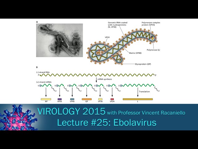 Virology 2015 Lecture #25: Ebolavirus class=