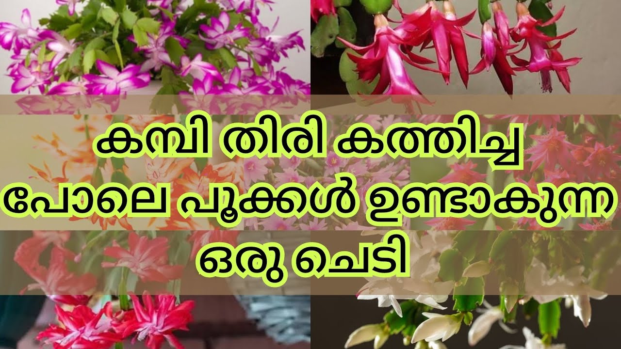 X Mus Treee ക്രിസ്മസ് ക്യാക്റ്റസ് ചെടി വേണോ??(x'mus cactus plant) - YouTube