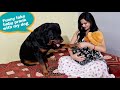 Dog protecting baby||fake baby prank video||funny dog videos.