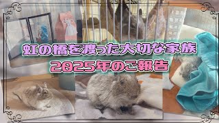 2025年⚫︎虹の橋を渡った大切なデグーの家族。近況報告。