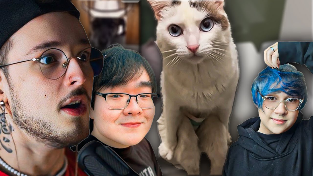 esse gato ta no vale da estranheza 100% (ft. @Scottonauta @Tiba )