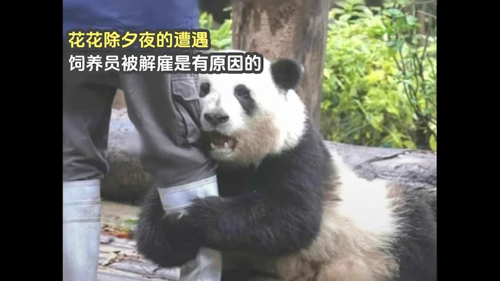 Forgotten hehua huahua panda，Staff member dismissed大熊貓花花除夕夜的遭遇，飼養員被解僱是有原因的，希望善待每一隻國寶 - 天天要聞