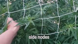 How to manipulate your 2020 marijuana garden with green tape/fimming/topping/lst  to increase yield