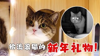 [CC SUB] Spend 500 yuan to build a luxury star villa for stray cats.