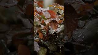 Aroma Khas Saat Hujan Pertama Setelah Kemarau viral shorts motivation pendidikan alam hujan