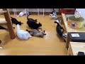Best video of the day #1 - Funny cats get scared of a vacuum