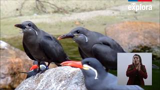 BuscAves, la App de identificación de aves nativas de Chile screenshot 5