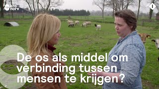 Het ‘melkmannenprobleem’ bij ongewenste stiertjes | Onze boerderij