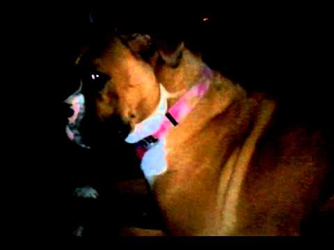 funny puppy 