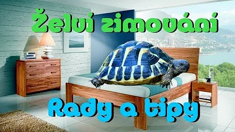 Jak zimovat suchozemské želvy?