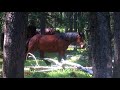 Wild Horses Surprise me at a tree rub   Jul 29 18