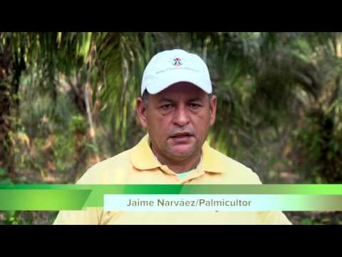 Miniatura del vídeo relacionado con Reconfiguración territorial y cultivo de palma africana en Colombia: El caso de San Pablo Sur de Bolívar