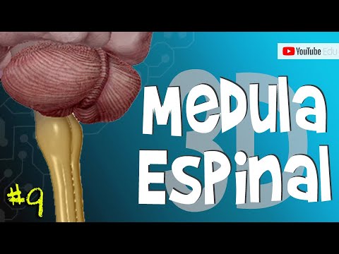 Vídeo: Você notou uma cobertura na medula espinhal o que é?