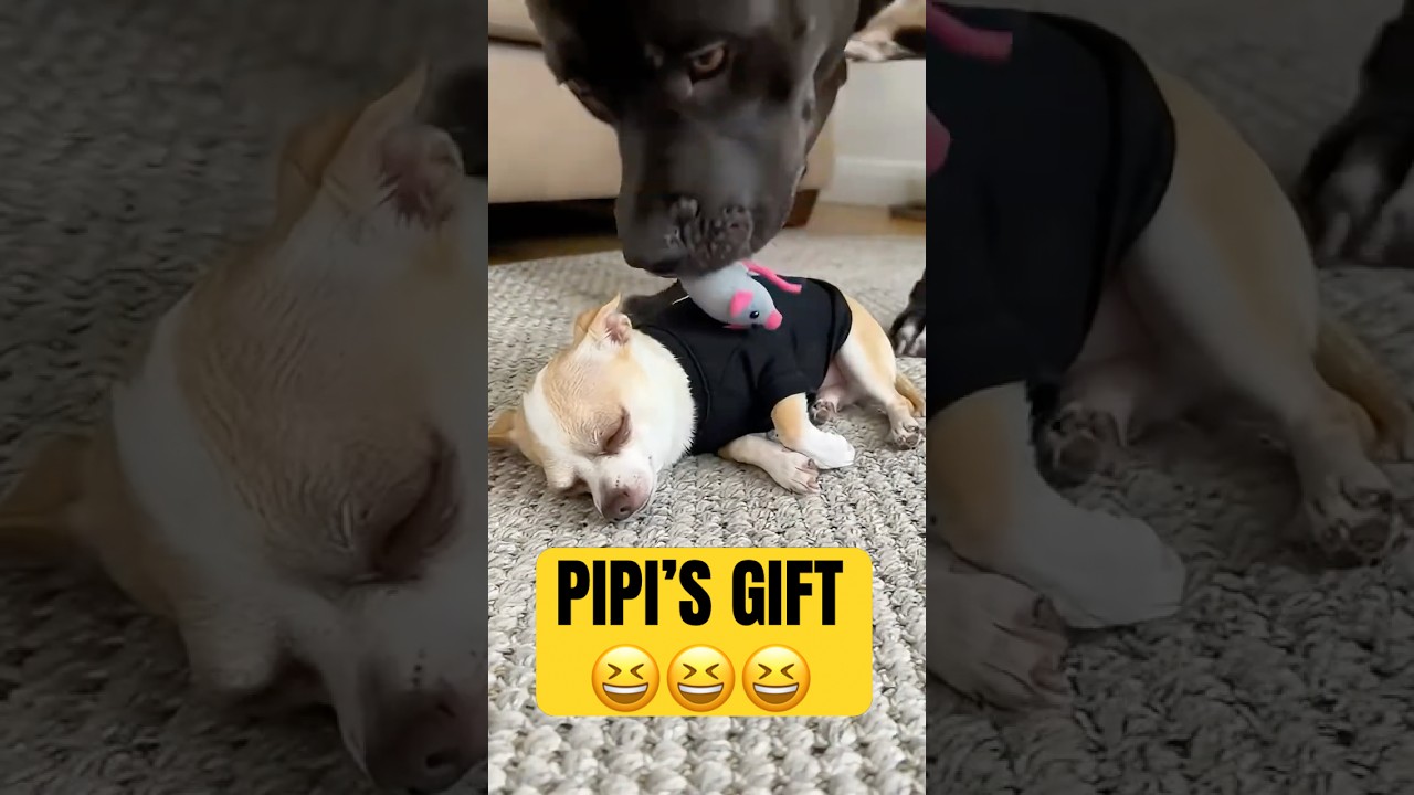 A special gift that Lulu gives Pipi. And surprised Pipi