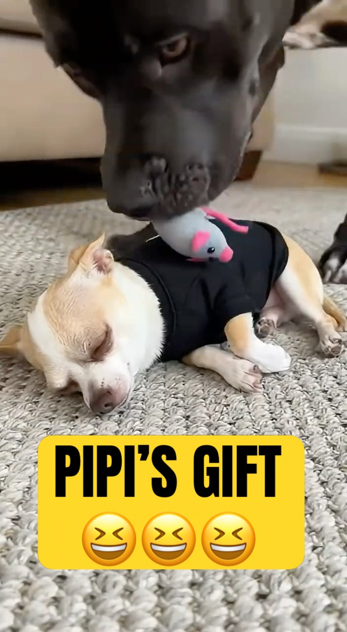 A special gift that Lulu gives Pipi. And surprised Pipi