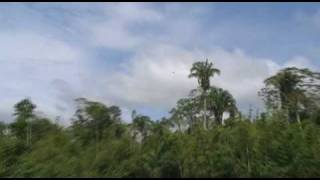 Famous Greater Yellow-headed Vulture, Manu, Peru Profile