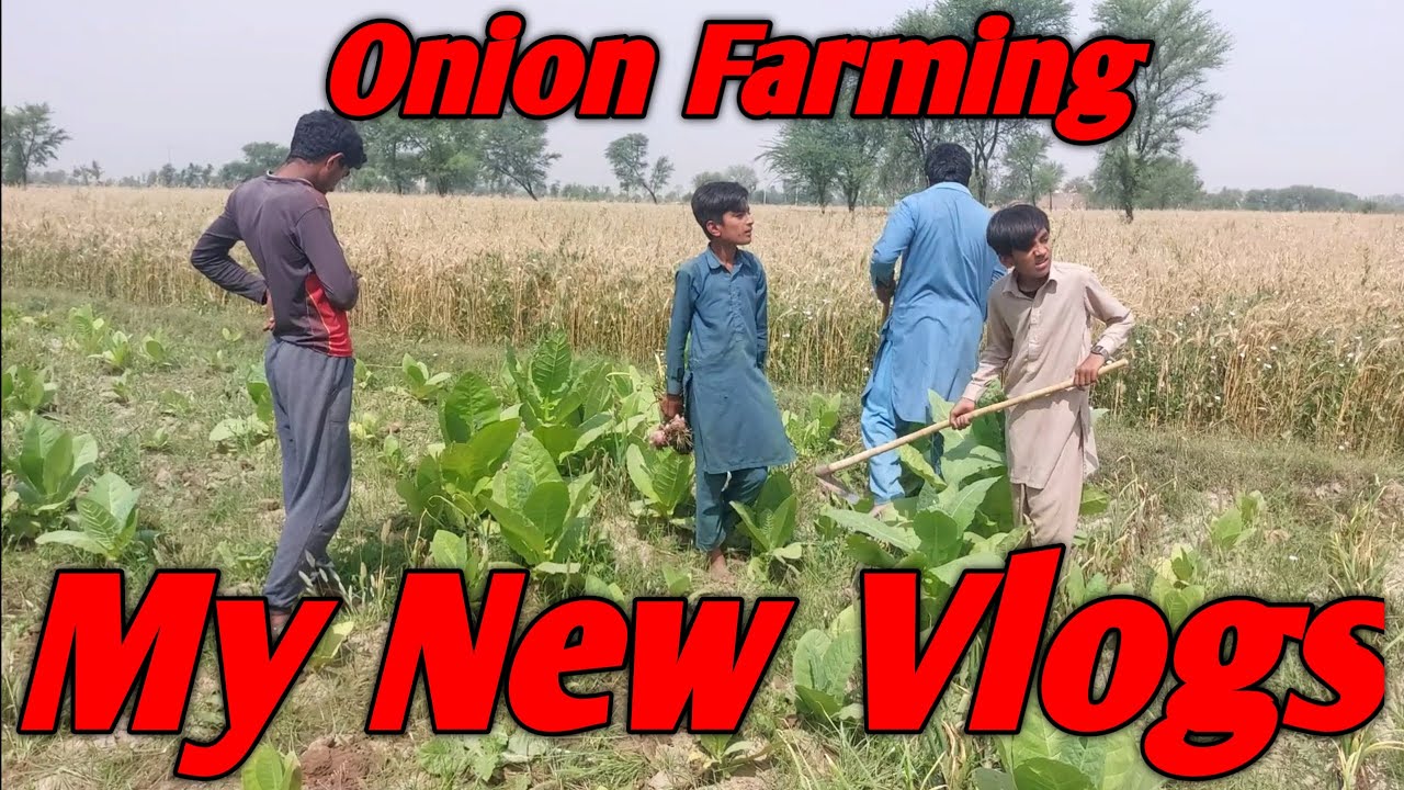 New Vlogs Onion Farming In Punjab Pakistanonion Fasal ki Tayari ka Mukamil Tariqa Hindi Urdu