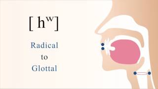 [ hʷ ] unvoiced labialized radical glottal non sibilant fricative