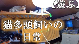 今後居なくなる猫達と遊ぶ。【猫多頭飼いの日常】ミケmikeみっちゃん