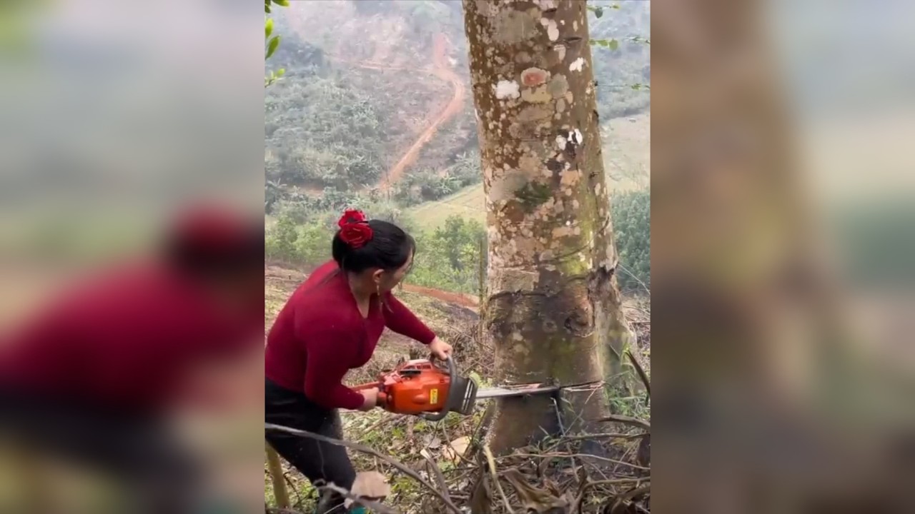 陡坡上砍伐大树运输