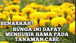 Penanaman Bunga Tahi Ayam Sebagai Refugia Pada Tanaman Cabe