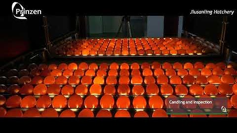 Vencomatic Group: Prinzen - Jiusanling Hatchery