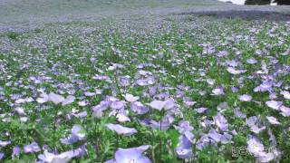 FHD国営ひたち海浜公園ネモフィラの丘(2011年) ネモフィラの丘 検索動画19 FHD国営ひたち海浜公園ネモフィラの丘(2011年) ネモフィラの丘 検索動画 19