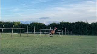 Quality 4yo Sports Horse - ad ref: 287578
