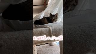 まさかの猫がDIYしてた、その場所とは #猫嫁 #びっくり