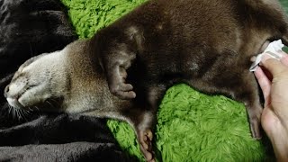 The otter who require me to wipe his butt after pooping [Otter life Day 218]【カワウソアティとにゃん先輩】