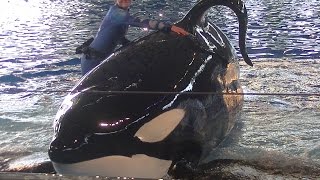 One Ocean Featuring Tilikums first son  Aug 10 2016  SeaWorld San Antonio