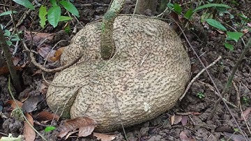 28/11/2025 củ bình vôi chơi bonsai.còn là một vị thuốc an thần.mất ngủ .lh 0942806961