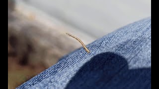 U Caterpillar is raising (Geometer Moths)