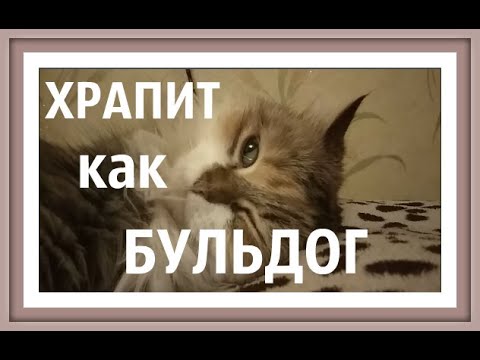 ЗВУК ХРАПА СЛУШАТЬ  Почему кошка храпит сопит во сне КОШКА ХРАПИТ ВО СНЕ Канал про домашних животных