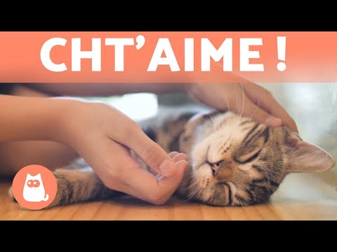 Vidéo: Que font les chats pour montrer leur affection ?