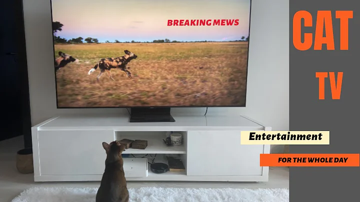 Video 11826891: abyssinian cat, long cat, cat entertainment, best cat